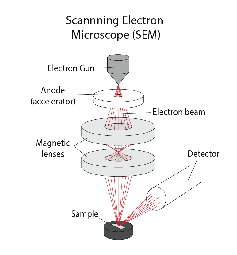 scanning electron microscope block diagram